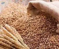 Wheat Seed