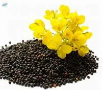 Rape Seeds