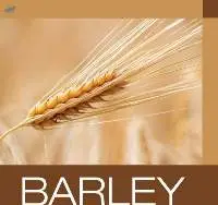 Barley