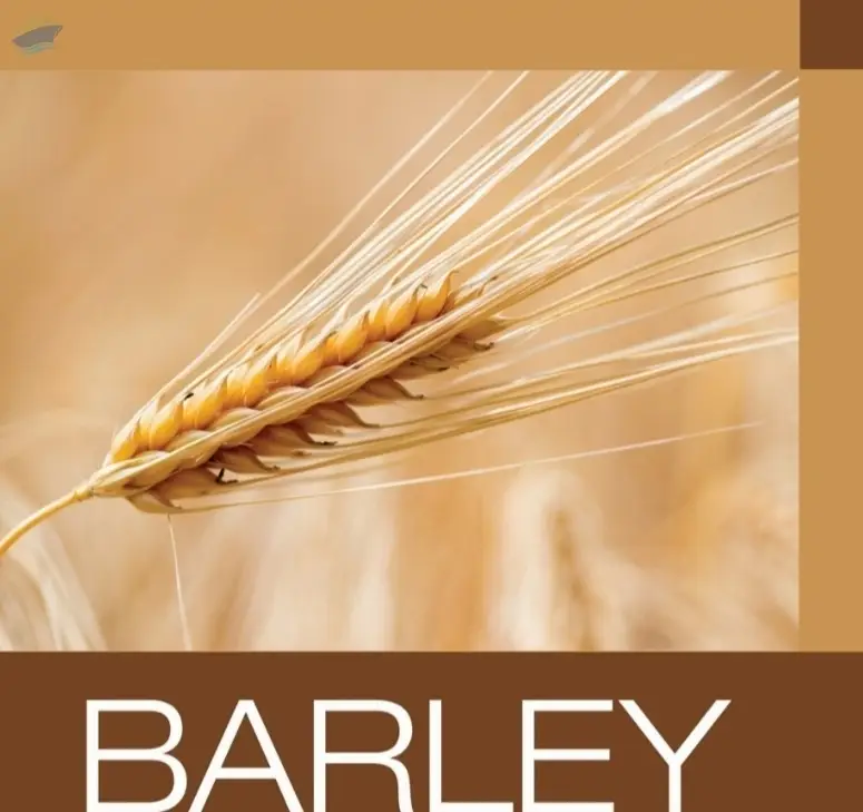 Barley
