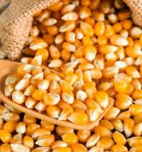 Feed Corn