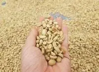 Green Coffee Beans