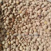 Green Lentils