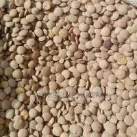 Green Lentils