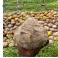 Coconut