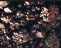 Copper Concentrate