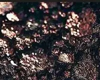 Copper Concentrate