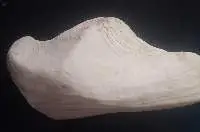 Natural giant clam pearl (Tridacna Gigas Pearl)