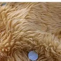 Poly Fur