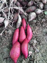 Sweet Potatoes