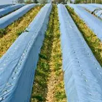 Mulch Films