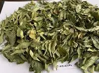 Curry Leaves
