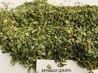 Spinach Leaves