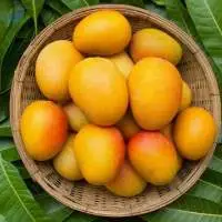Alphonso Mango