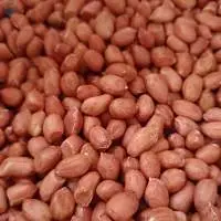 Groundnut Seeds (Peanut )