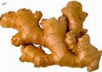 Ginger
