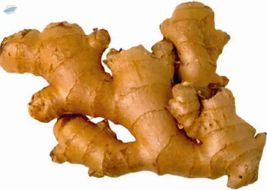 Ginger