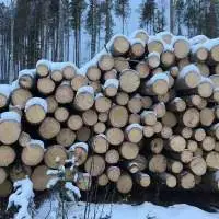 Pine Or Spruce Boards