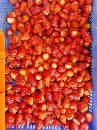 Frozen Fruits