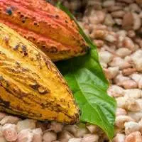 Cocoa Beans