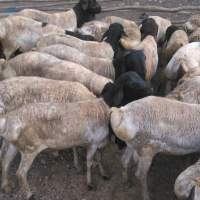 Live Sheep Black Head