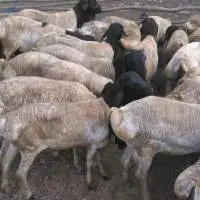 Live Sheep Black Head