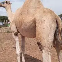 Live Camel