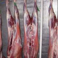 Camel Carcass- 4 Quadrant