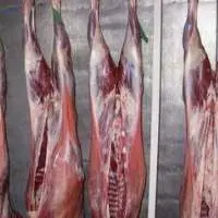 Camel Carcass- 4 Quadrant