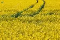 Crude Rapeseed Oil 