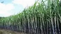 Sugar Refined Cane ICUMSA 45