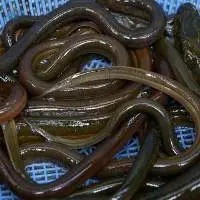 Fresh Eel