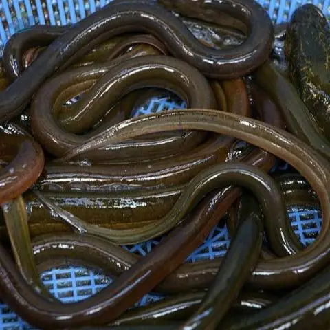 Fresh Eel