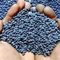 Cotton Seed