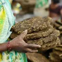 Cow Dung