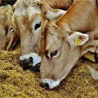 Animal Feed