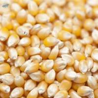 Yellow Corn
