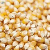 Yellow Corn