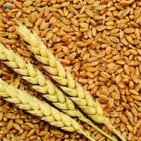 Wheat