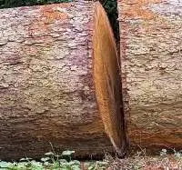 Cedrela Clean Cut, Square Logs