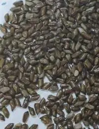 Cassia Tora
