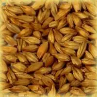 Wheat