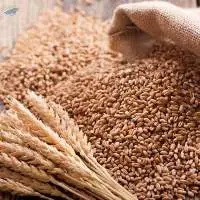 Wheat