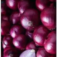Onion