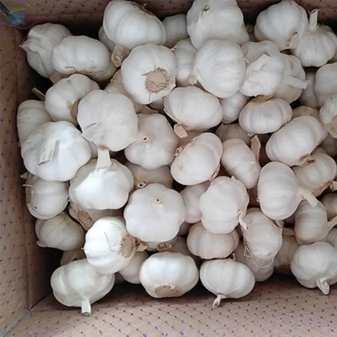 Garlic
