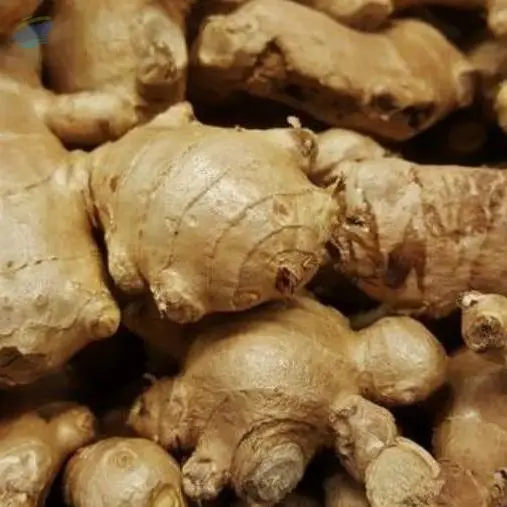 Ginger