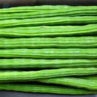 Drum Sticks