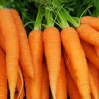 Carrot