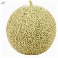 Melon