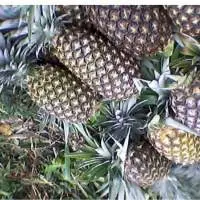 Pineapple